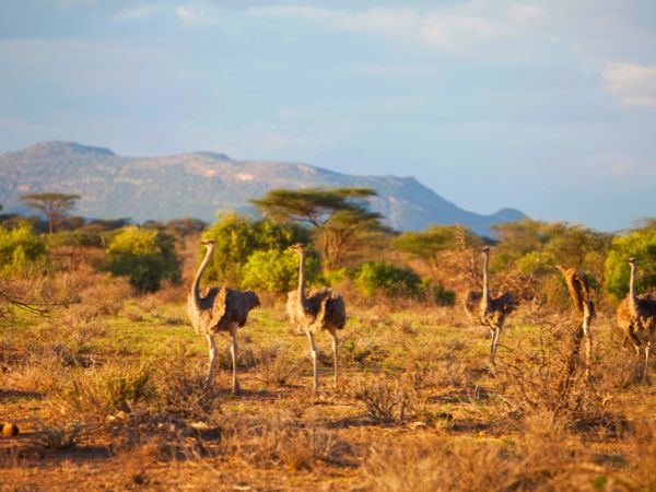 Driving to Samburu National Reserve: Your Northern Kenya Road Trip Guide