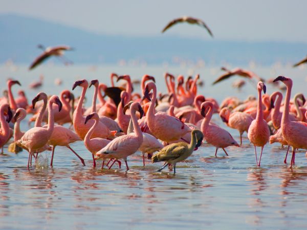Explore Lake Nakuru and Chase Flamingos Across Stunning Landscapes