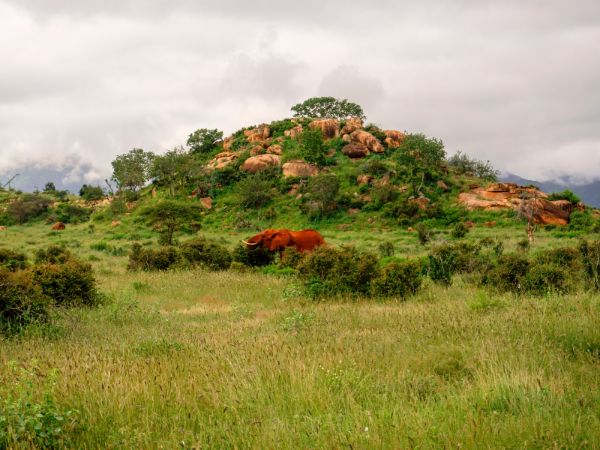 Tsavo East and West: The Two-Park Safari Drive from Mombasa