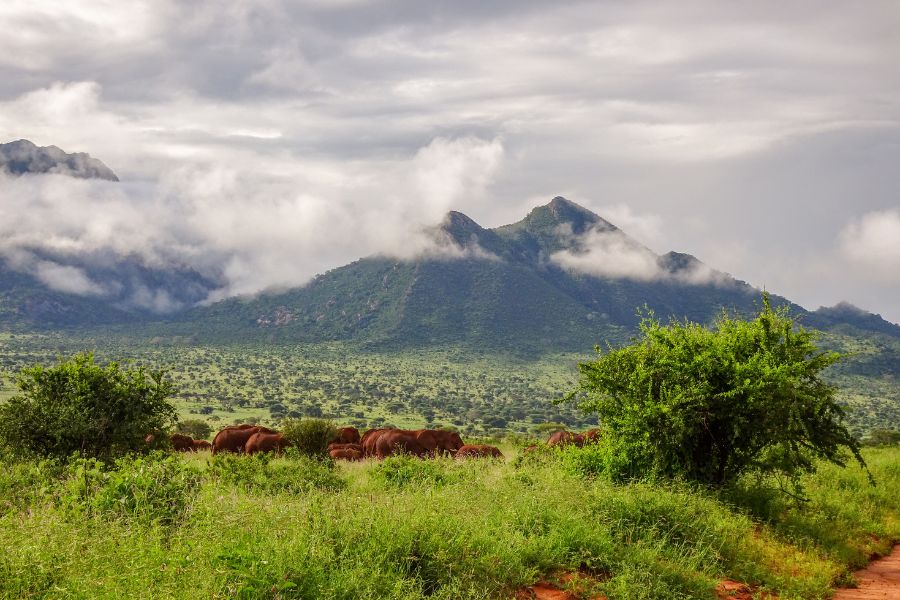 How Far Is Tsavo from Nairobi and Is the Drive Worth It?