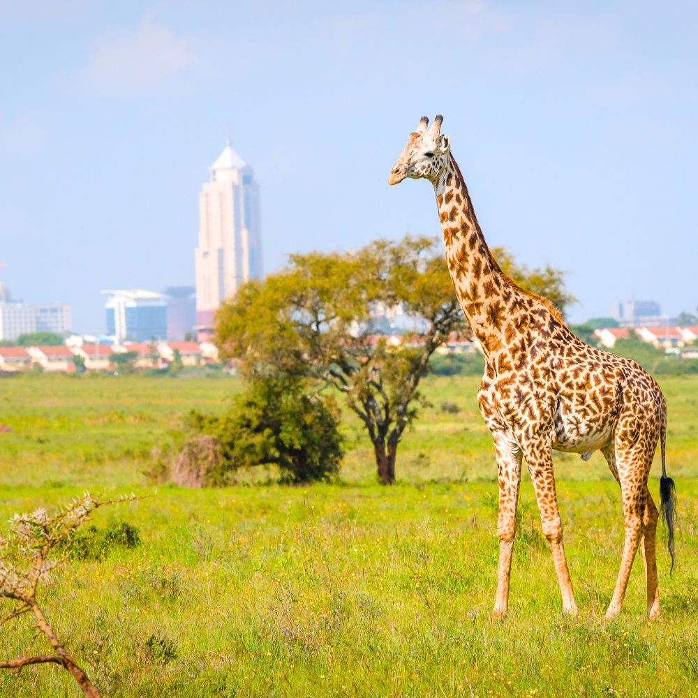 Nairobi National Park