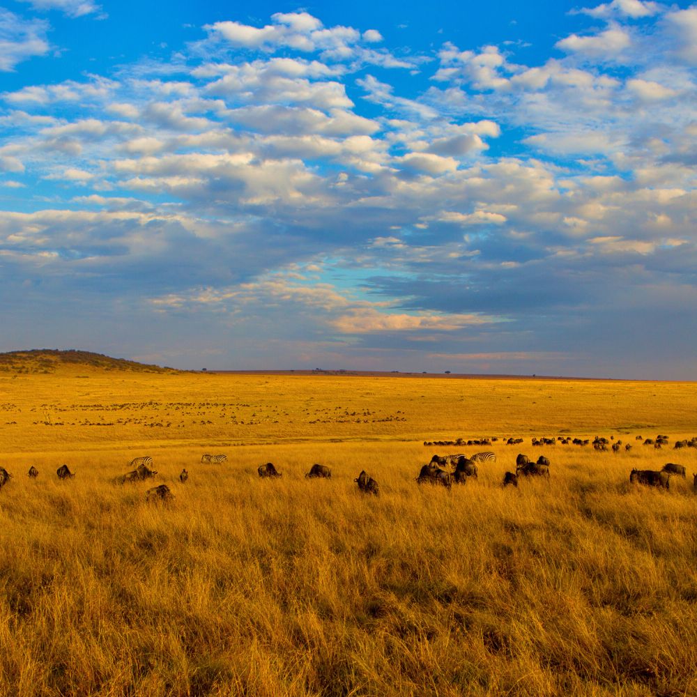 Maasai Mara National Reserve